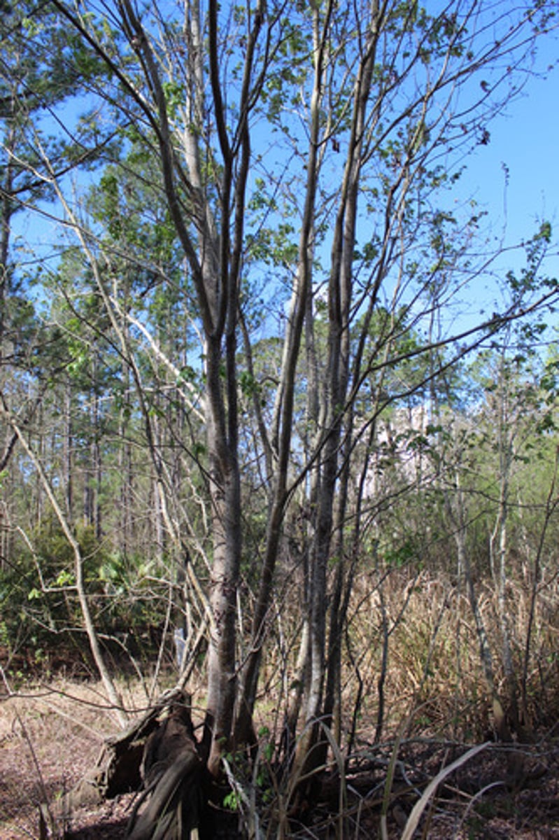 <p>what is the name of the tree pictured here?</p>