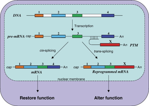 <ul><li><p><strong>Important Sequences:</strong> 5′ splice site (GU), branch point (A), 3′ splice site (AG)</p></li><li><p><strong>Chemistry:</strong> 2 transesterification reactions</p></li><li><p><strong>Process:</strong> snRNPs recognize sites, cut intron, and join exons together</p></li></ul><p></p>