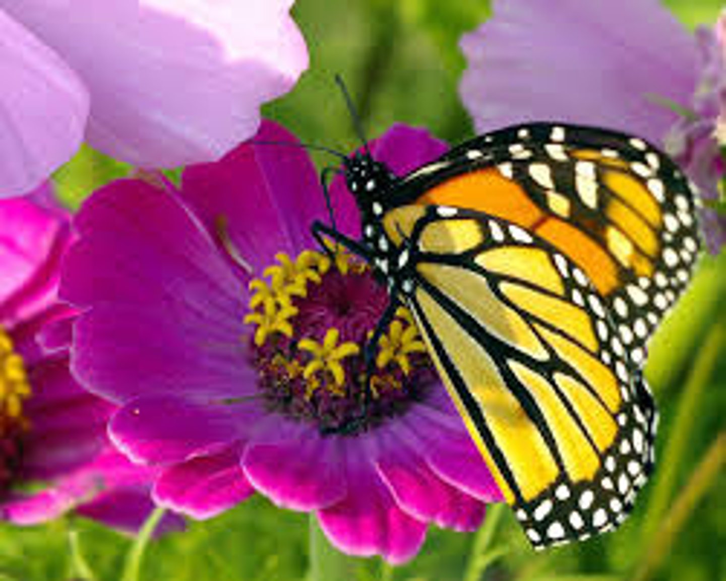 <p>the role of an organism in its habitat, or how it makes its living</p>