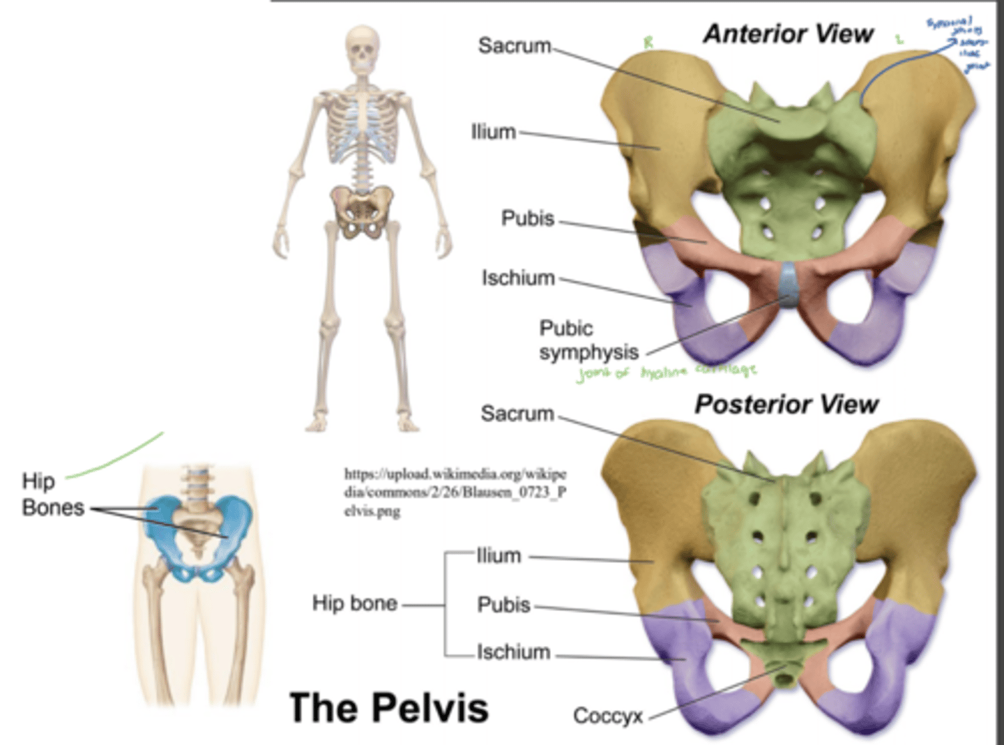 knowt flashcard image