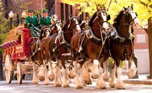 <p>Clydesdale</p>