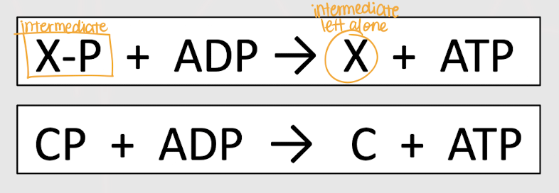 <p>mechanism of ATP synthesis where a phosphate group is transferred from a metabolic intermediate (x) to ADP to form ATP; DOES NOT require O<sub>2</sub></p>