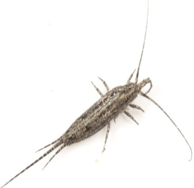 <p>Bristletails; order name refers to “ancient</p><p>jaw” (a reference to mouthparts)</p><p>• 7 – 15 mm in length; ~500 species</p><p>• Ametabolous: continual molting, no</p><p>distinct differences between stages, except</p><p>size</p><p>• Long antennae, large compound eyes and</p><p>elongated maxillary palps (see photo)</p><p>• Long caudal filament and two cerci</p><p>• Indirect sperm transfer</p><p>• Consume algae, moss and lichens</p>