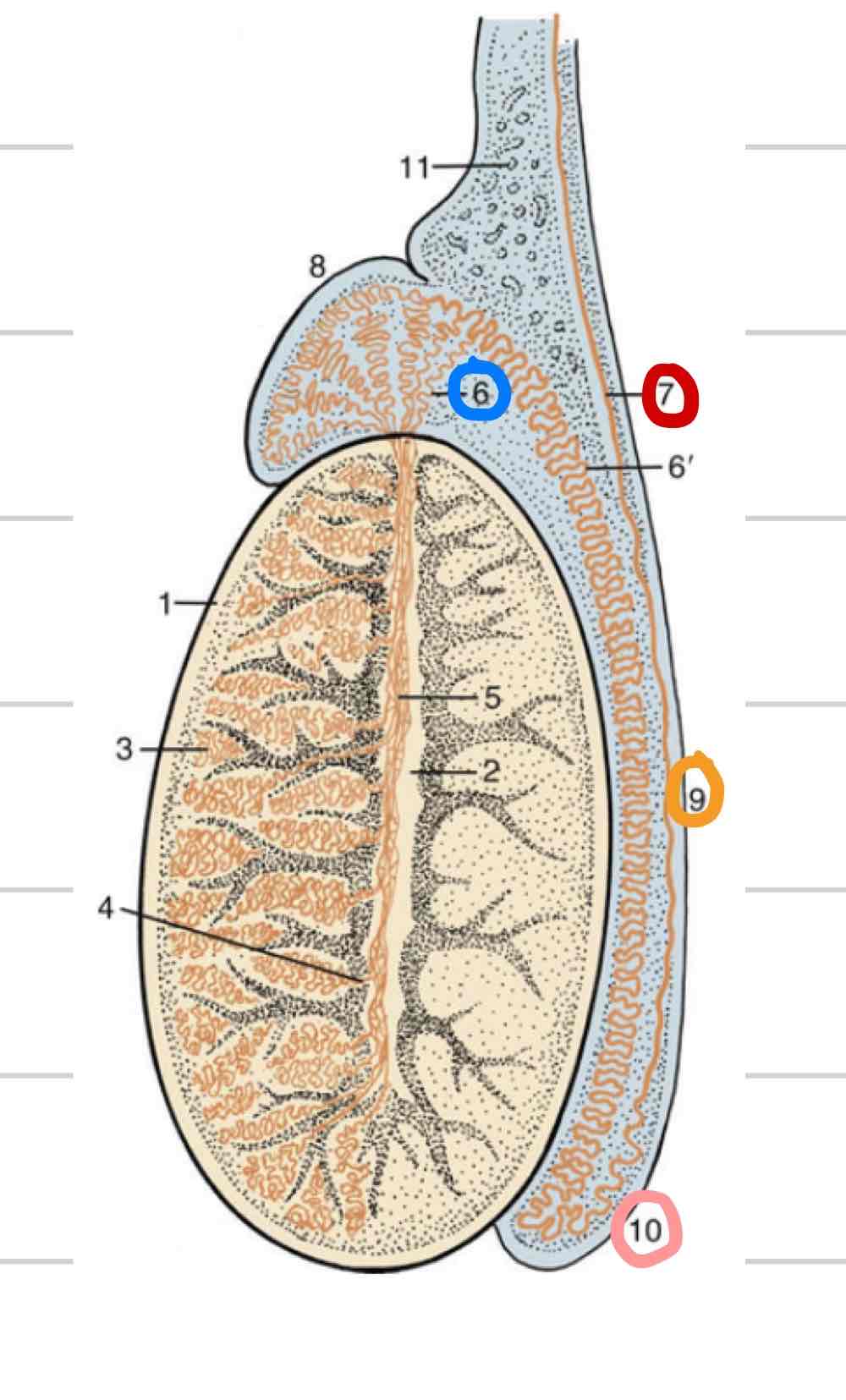 <ul><li><p>(Red) Continuous with tail of epididymis</p></li><li><p>Long, thin tube that extends to urethra</p></li></ul>