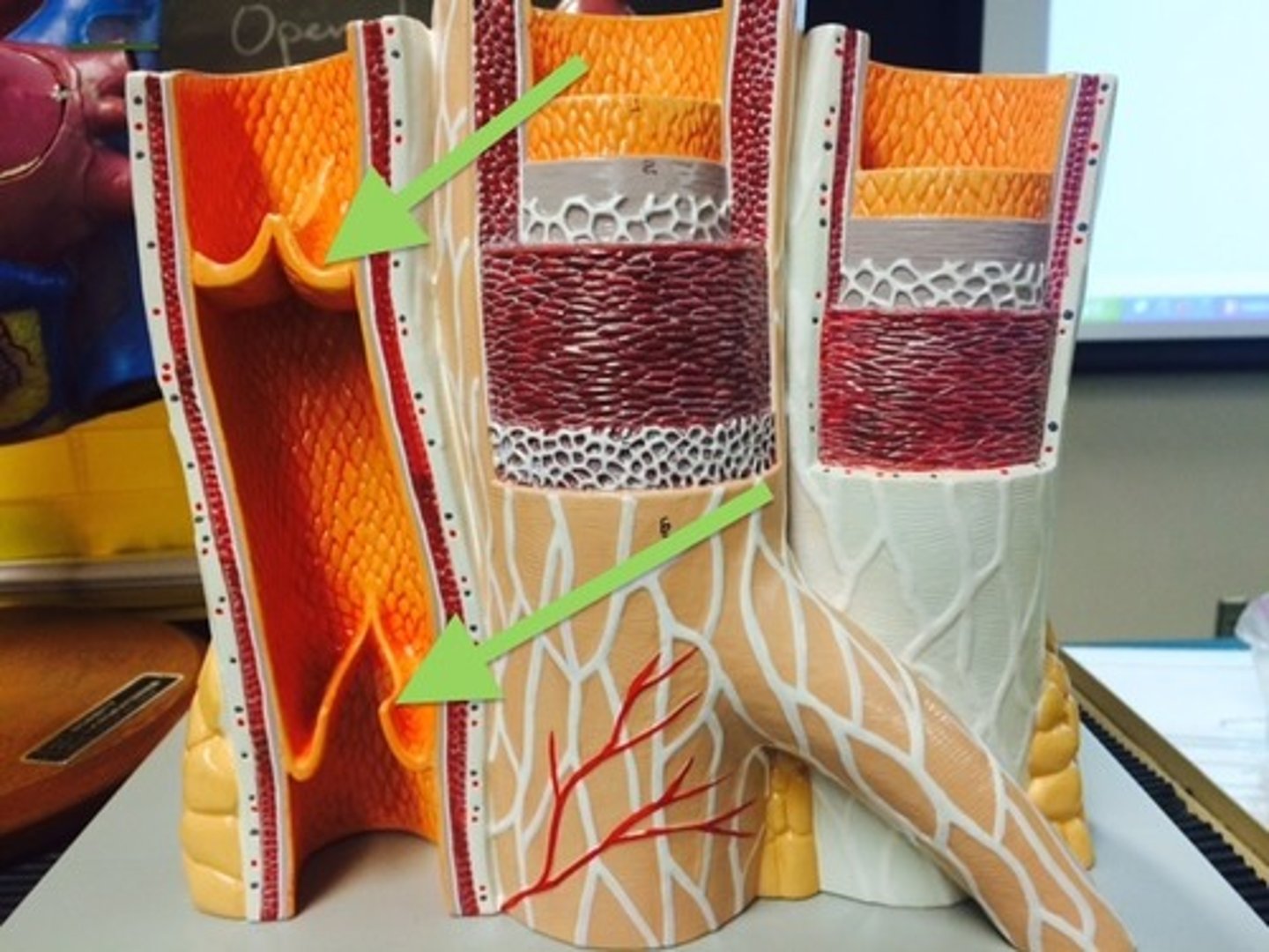 <p>prevent backflow of blood in veins</p>