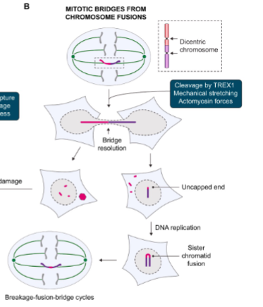 <ol><li><p>Two chromosome ends fuse → form a dicentric chromosome (two centromeres).</p></li><li><p>During division, the two centromeres get pulled apart → forms a DNA bridge.</p></li><li><p>The bridge breaks due to mechanical stress or enzymes like TREX1.</p></li><li><p>Broken ends are uncapped → they fuse again after DNA replication.</p></li><li><p>This cycle repeats (breakage–fusion–bridge cycle) → causes ongoing DNA rearrangements.</p></li></ol><p></p>