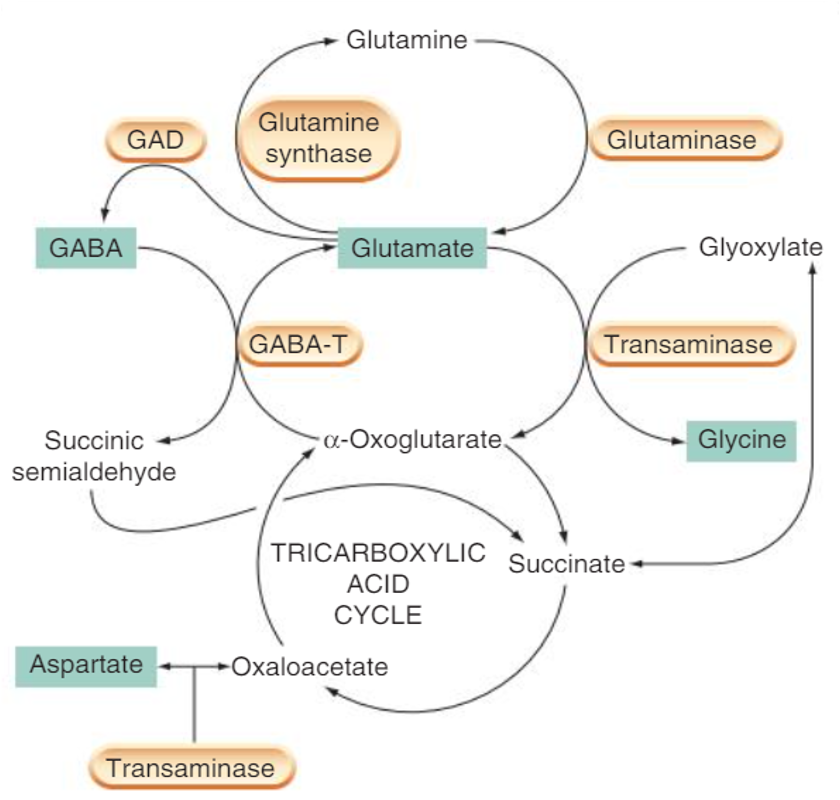 <p>glucose in krebs cycle </p><p></p><p>or</p><p></p><p>glutamine in gilal cells</p><p></p>