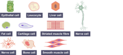 <p>Cells that have a particular job/function.</p>