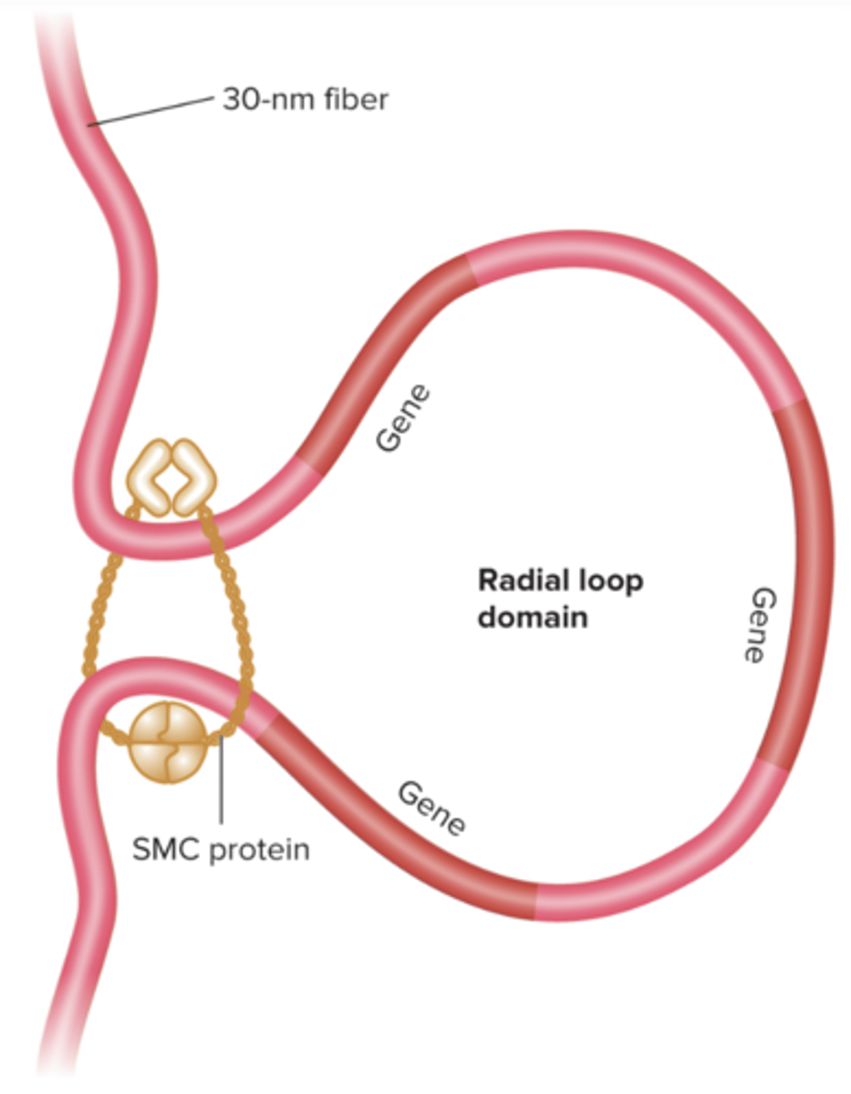 <p>radial loop domains</p><p>can be tightened or pulled out</p>