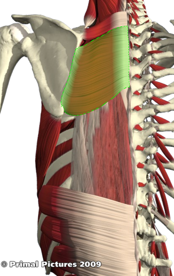 <p>Origin: spinous processes and intervening supraspinous ligaments of T2 to T5 vertebrae</p><p>Insertion: medial border of the scapula between base of spine and inferior angle</p><p>Action: medial rotation and retraction of the scapula</p>