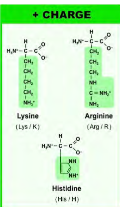 <p>lysine has four CH2, 1 NH3+</p><p>Arginine has 2 NH2, only one NH2 (the one with the double bond to carbon) has the + charge.</p><p>Arginine has the guanidium group</p><p>guanidium group is a multi-tool:</p><ol><li><p>+ charge allows formation of salt bridges with - charged groups such as aspartate and glutamate (negatively charged amino acids)</p></li><li><p>binding to phosphate groups and DNA/RNA → gene regulation: transcription factors and histones are rich in guanidium to stabilize and grab onto dna backbone. ATP binding: enzymes use ATP frequently have arginine residues positioned to coordinate the ATP’s phosphate groups.</p></li><li><p>Making multiple hydrogen bonds: guanidium is an excellent donor or making hydrogen bonds to clamp down a target molecule to provide stability and &amp; specificity.</p></li></ol><p>Histidine has 2 NH, only NH with a double bond has the + charge.</p><p>Histidine looks like a golf club</p><p>Histidine has the Imidazole group</p><ol><li><p>the pKa of the histidine is 6.0. this allows histidine to easily be protonated and deprotonated, which allows it to act as a buffer.</p></li><li><p> In the catalytic triad, <span>serine (Ser) residue performs a nucleophilic attack but needs to be deprotonated, histidine residue </span><strong>accepts the proton</strong><span> from serine, facilitating its deprotonation, histidine then </span><strong>donates this proton</strong><span> to an aspartate (Asp) residue, completing the shuttle, allows serine to participate in the reaction without ever forming a unstable, high-energy alkoxide ion (</span><code>O⁻</code><span>) on its own.</span></p></li><li><p><span>The nitrogen atoms in the imidazole ring have lone pairs of electrons that can donate to electron-deficient metal ions. Histidine is frequently found in the </span><strong>active sites of metalloproteins</strong><span>. </span><strong>Hemoglobin/Myoglobin:</strong> A histidine residue (the <strong>proximal histidine</strong>) coordinates directly with the iron atom in the heme group. This binding is essential for oxygen binding and release. <strong>Carbonic Anhydrase:</strong> Histidine residues help coordinate the zinc ion, which is critical for catalyzing the reaction between CO₂ and water. <strong>Superoxide Dismutase:</strong> Histidine is part of the active site that coordinates copper and zinc ions to break down toxic superoxide radicals.</p></li><li><p>It Modulates Protein Function via pH Changes: <span>Because its charge state changes with small shifts in pH, histidine can act as a </span><strong>pH sensor</strong><span>. </span><strong>Why it's Important:</strong> In proteins where histidine is strategically placed, a drop in pH (e.g., in a muscle cell during exercise or in an endosome) can cause it to become protonated. This addition of a positive charge can trigger a <strong>conformational change</strong> in the entire protein. <strong>Example:</strong> The protein <strong>hemoglobin</strong> uses this principle. As pH drops in active tissues (due to CO₂ buildup), specific histidine residues become protonated, which promotes the release of oxygen from hemoglobin—a phenomenon known as the <strong>Bohr effect</strong>.</p></li></ol><p></p>