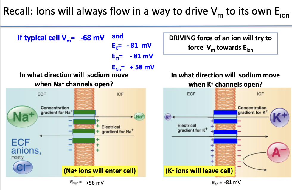 <p>Step-by-step:</p><ul><li><p><strong>Cell resting potential (Vm)</strong> = –68 mV</p></li><li><p><strong>Sodium equilibrium (ENa)</strong> = +58 mV<br>• Difference = Vm – ENa = –68 – (+58) = –126 mV<br>• Very negative driving force → Na⁺ enters (influx)</p></li><li><p><strong>Potassium equilibrium (EK)</strong> = –81 mV<br>• Difference = Vm – EK = –68 – (–81) = +13 mV<br>• Positive driving force → K⁺ leaves (efflux)</p></li></ul><p></p>