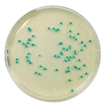 <p>Which sp is this? On what plate?</p>