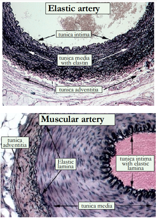 <ul><li><p>tunica intima: an inner lining of endothelial cells </p></li><li><p>tunica media: larger elastic arteries have a high proportion of elastic tissue, smaller muscular arteries have more smooth muscle</p></li><li><p>tunica adventitia: collagen fibres, elastic tissue, nerves and lymphatic vessels</p></li></ul><p></p>