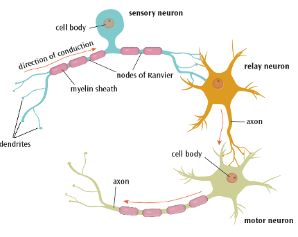 <p>What are the 3 types of neurons?</p>