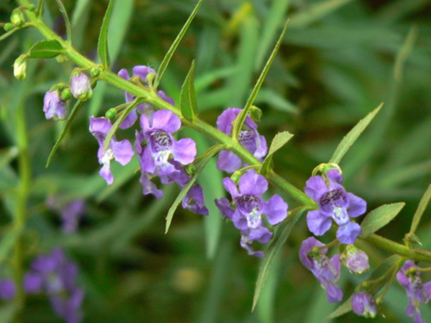 <p>angelonia</p>
