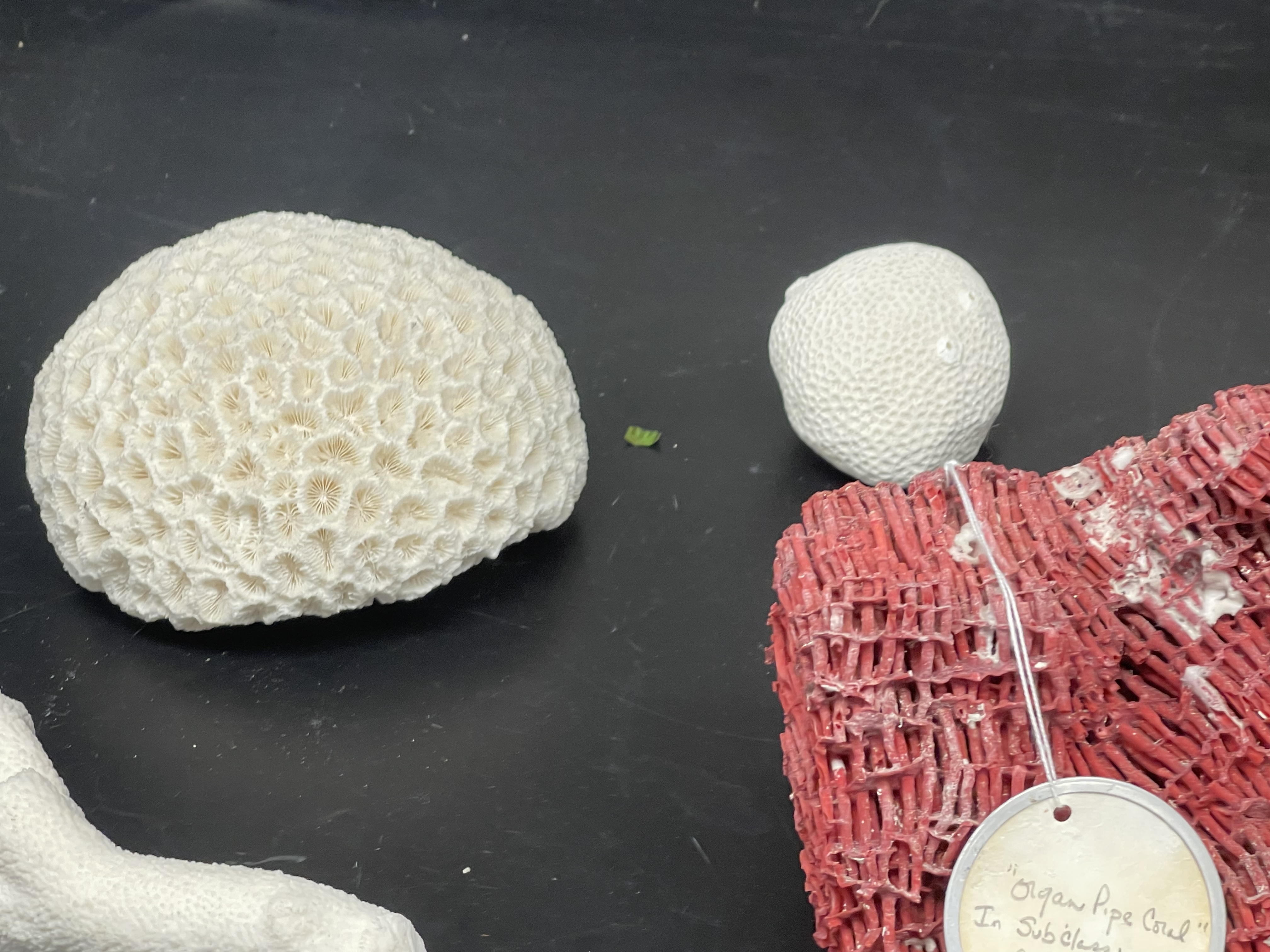 Corals reefs are made of?
