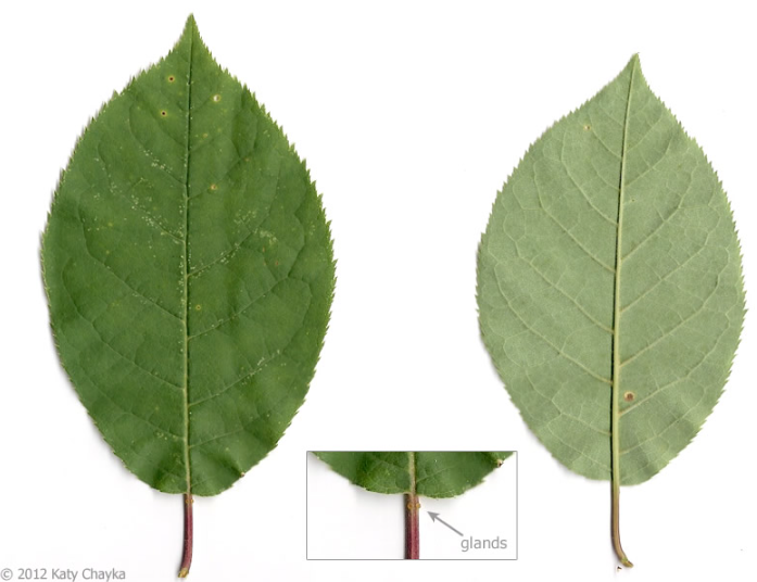 <p><em>Prunus virginiana</em></p>