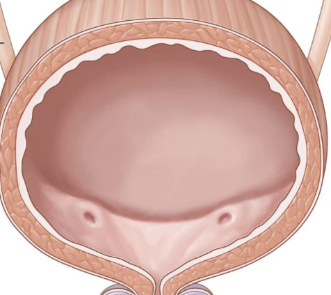 <p>what are the internal features of the bladder?</p>
