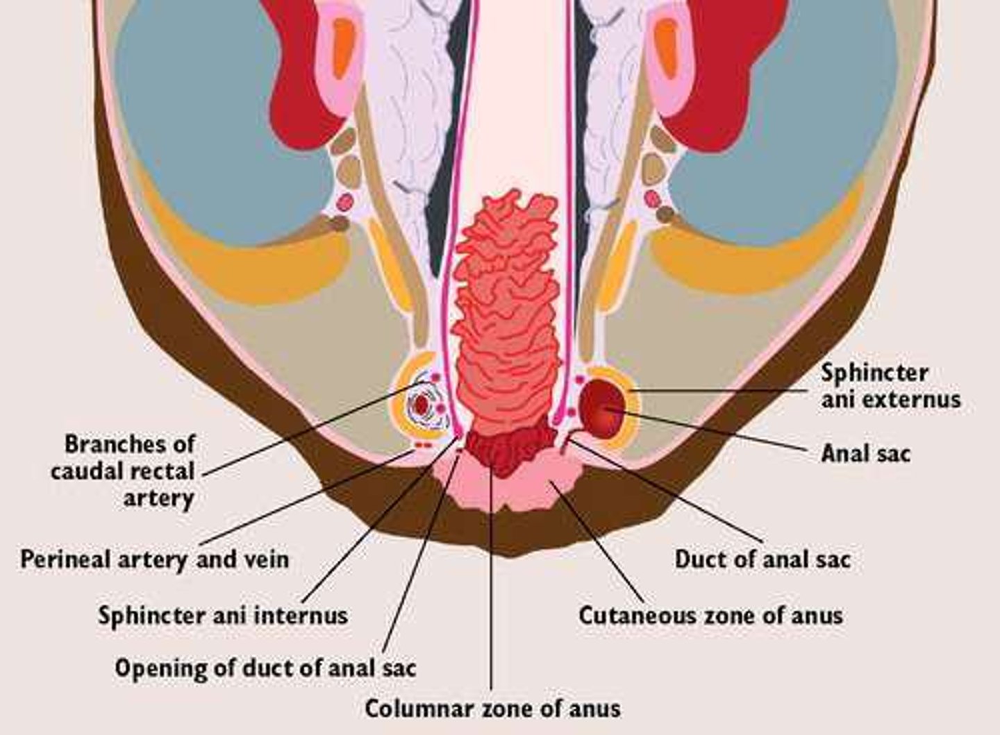 <p>Circularly disposed skeletal muscle.</p>