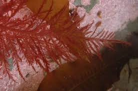 <p>Linear blades in cluster, veins diagonal to midrib, epilithic, discoid holdfast, branching typically alternate, low to subtidal</p>