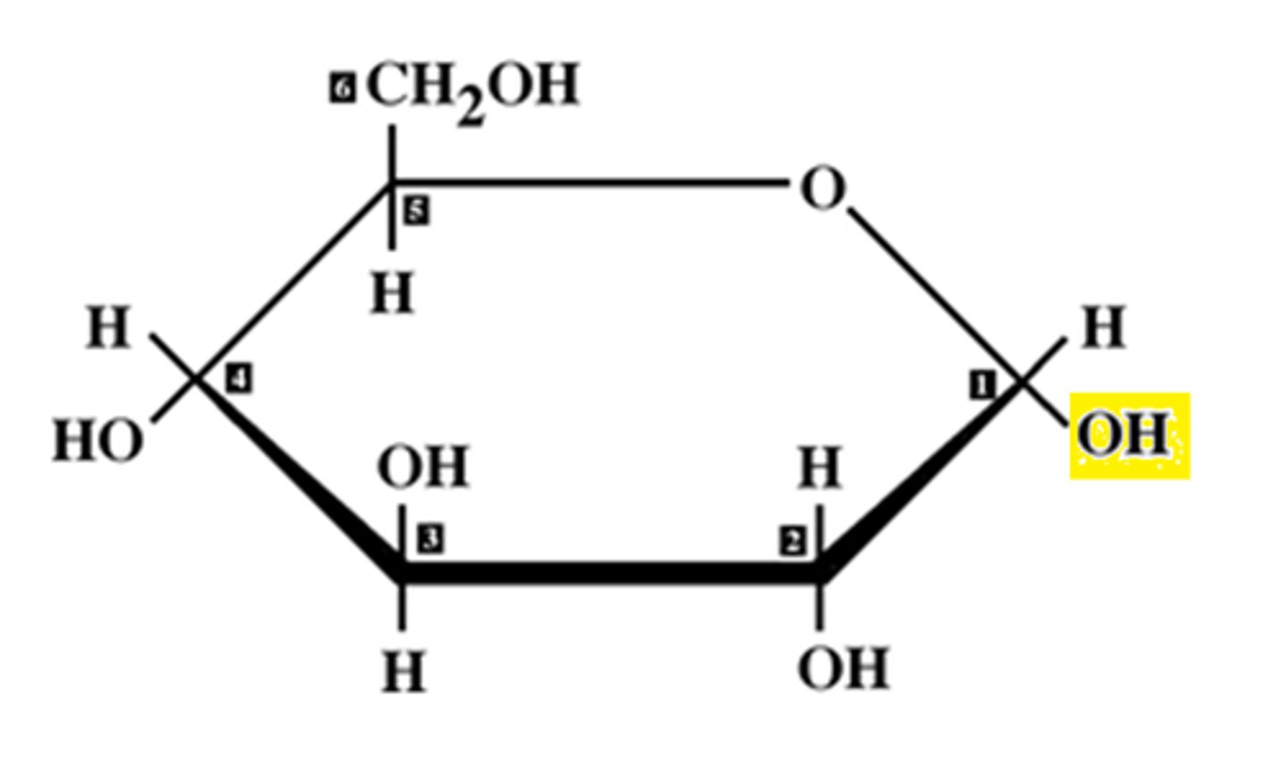 <p>Monomer for starch and glycogen.</p>
