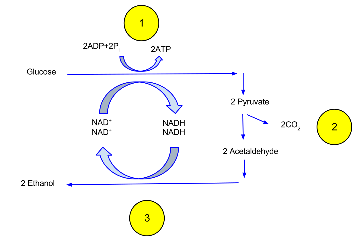 <p>pyruvate turns into acetaldehyde, producoing CO<sub>2</sub>&nbsp;in the process. The acetaldehyde turns into ethanol, producing NAD+ in the process</p>