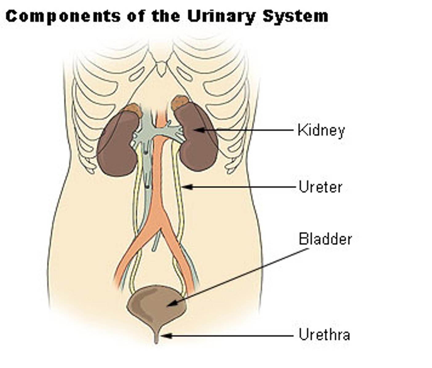 <p>kidneys, ureters, urinary bladder, urethra (function - regulate composition of blood and removes waste)</p>