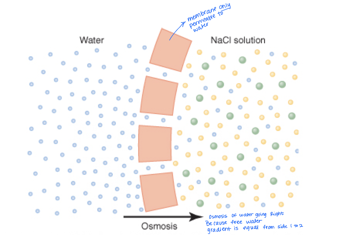 <p>Explain the Free Water Gradient</p>
