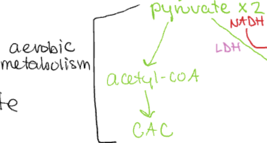 <p>location: mitochondria</p><p>PDH complex</p><p>purpose: pyruvate (glycolysis) → Acetyl coA → CAC</p><p>aerobic metabolism</p>