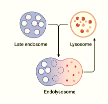 <p>degradation</p><p>endosome</p><p>decreases</p><p>activates</p><p>endosome</p><p>endolysosome</p>