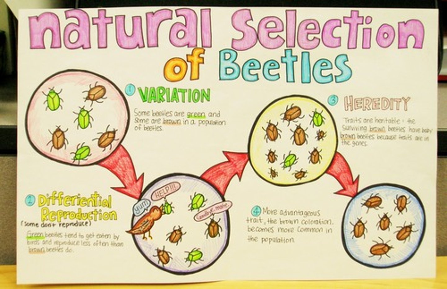 <p>- variation within populations</p><p>- production of many offspring</p><p>- competition for resources</p><p>- struggle for survival</p><p>- reproduction by individuals that are better</p><p>adapted to the environment than others</p><p>- passing on of their alleles to the next</p><p>generation</p>