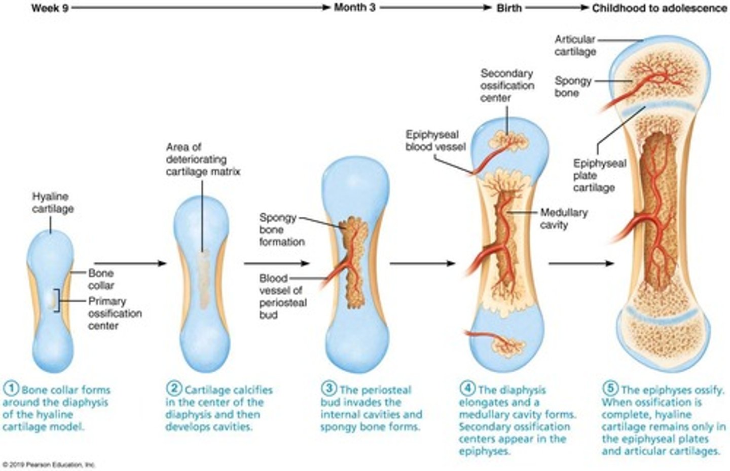 <p>Intramembranous (from fibrous membrane, forms flat bones like skull and clavicle).</p><p>Endochondral (from hyaline cartilage, forms most of skeleton).</p>