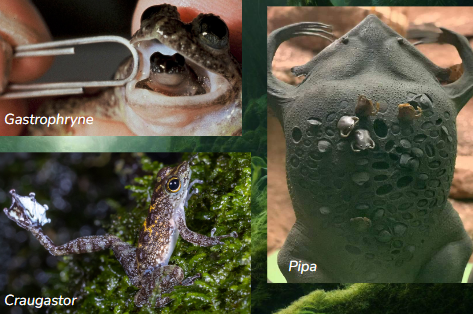 <p>Example: for unique adaptions</p><p>Skin and gastric brooding</p><p>Sexual selection and displays </p><p>Aposematism* </p>