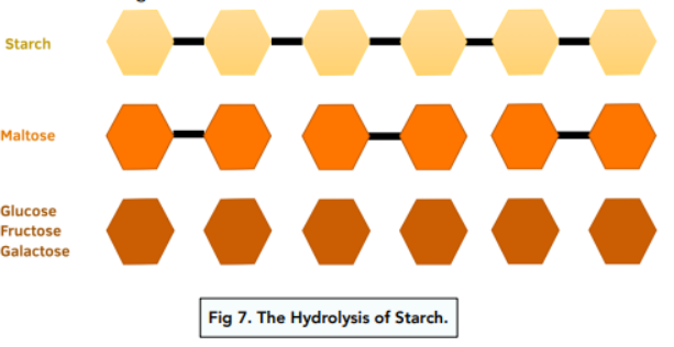 <p>Describe how carbohydrates turn into glucose</p>