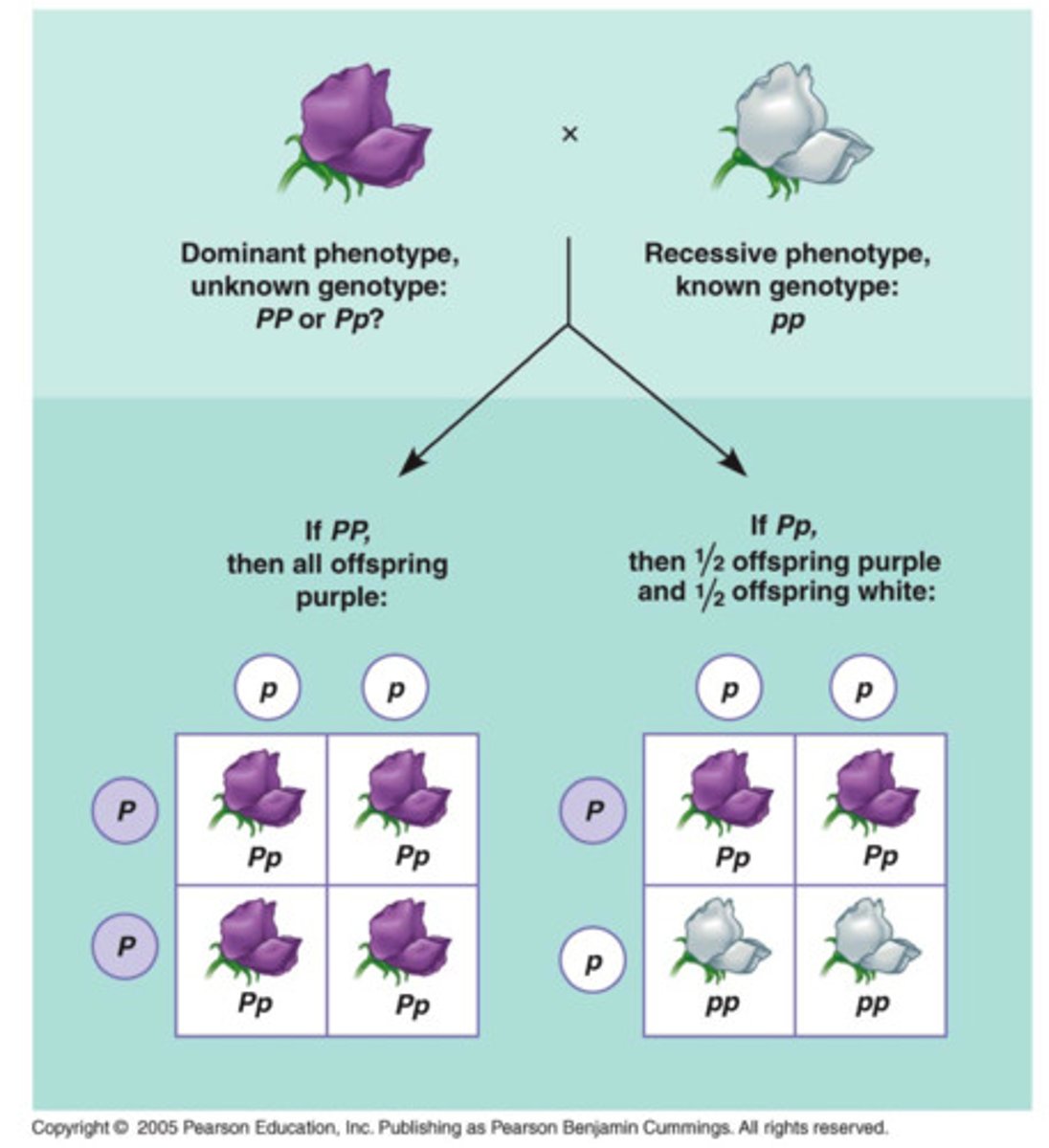 <p>used to determine the dominance of a certain allele over another and the genotype of the parents if given the offspring genotypes. ONE PARENT IS HOMOZYGOUS RECESSIVE</p><p>testcrosses are always with one parent homozygous recessive</p><p>used to determine the genotype of an organism expressing the dominant phenotype</p><p>genotype can predict phenotype but phenotype cannot predict genotype</p><p>dihybrid test crosses have a 1:1:1:1 genotypic ratio</p>