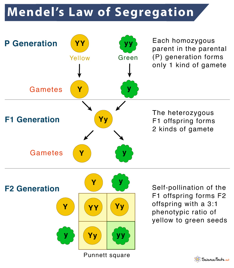 <p>During gamete formation, two alleles coding for the same gene separate, so that each gamete will contain one allele for that gene.</p><p>In meiosis 1, homologous chromosomes separate from each other</p>