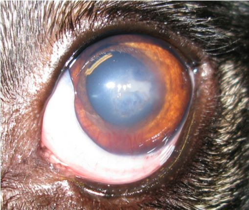 <p>Ulcerative or non-ulcerative lesions. Candida infections often present as raised, yellowish-white, or greyish-white plaques or ulcerated lesions. Aspergillus infections are usually ulcerative with extensive stromal inflammation and melting</p>