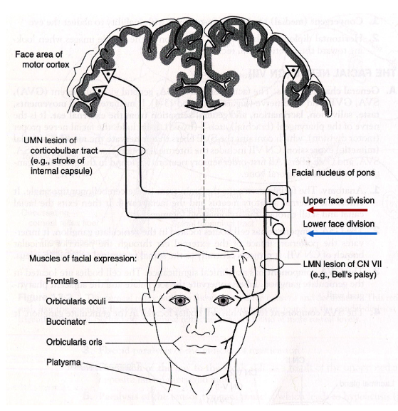 <p>upper</p><p>lower</p>