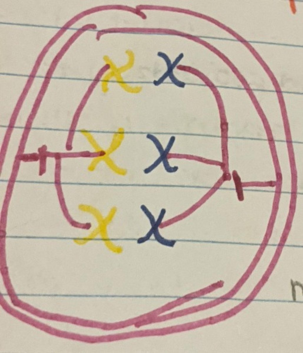 <p>Chromosomes align in the middle of the cell's center maintaining their homologous pairing</p>