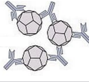<p>antibodies clump pathogens together to prevent infection</p>