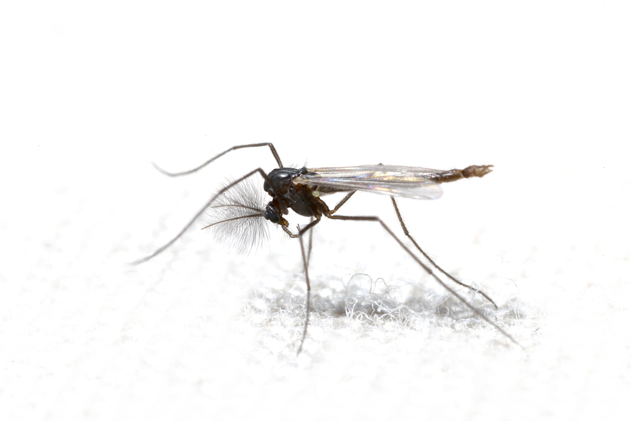 <p>Order Diptera: Chironomidae: Midges</p>