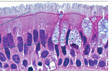 <p>what is this?</p>