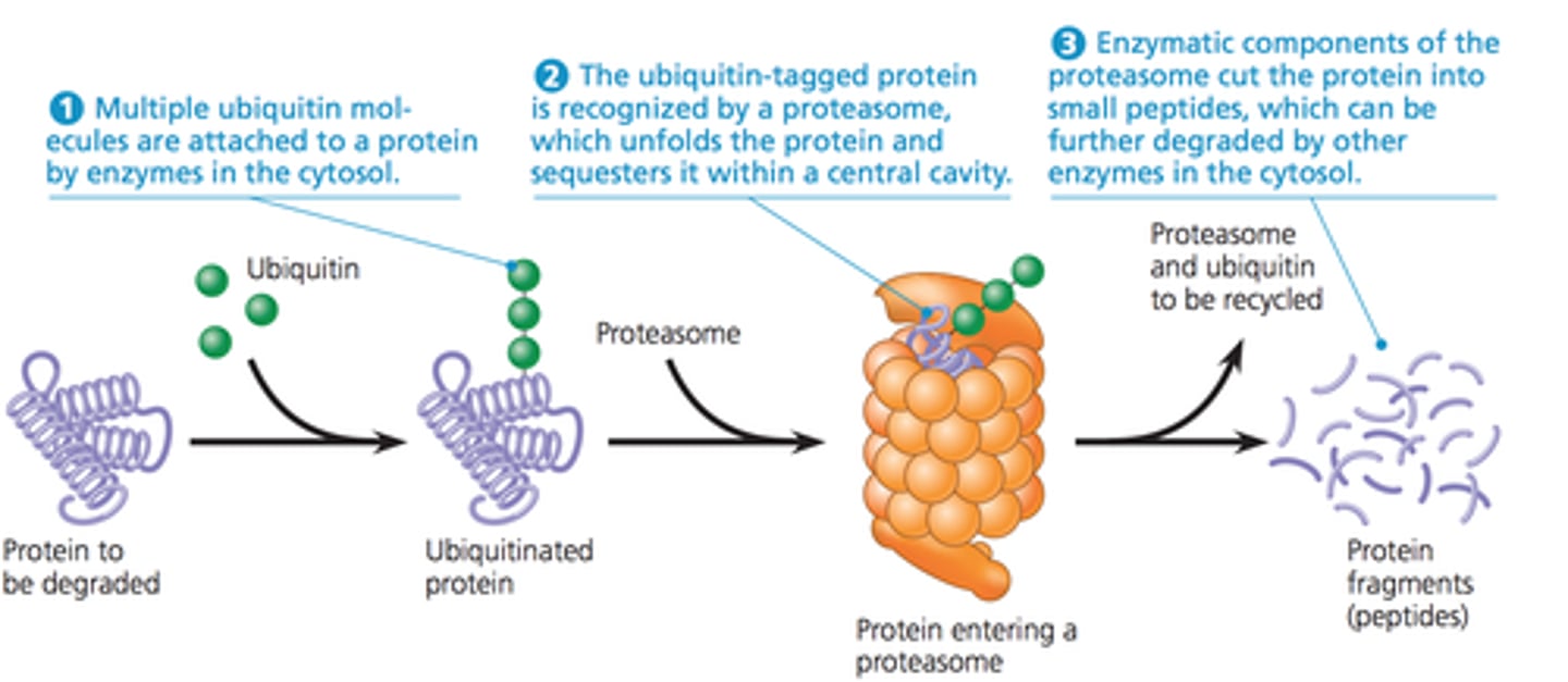 <p>A giant protein complex that recognizes and destroys proteins tagged for elimination by the small protein ubiquitin. Breaks large polypeptides into smaller polypeptides. Defects of it result in diseases such as parkinson's and alzheimers</p>