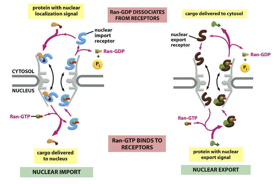 <ul><li><p>the cargo itself doesnât need a signal if it associates with signal-bearing partner</p></li></ul><p></p>