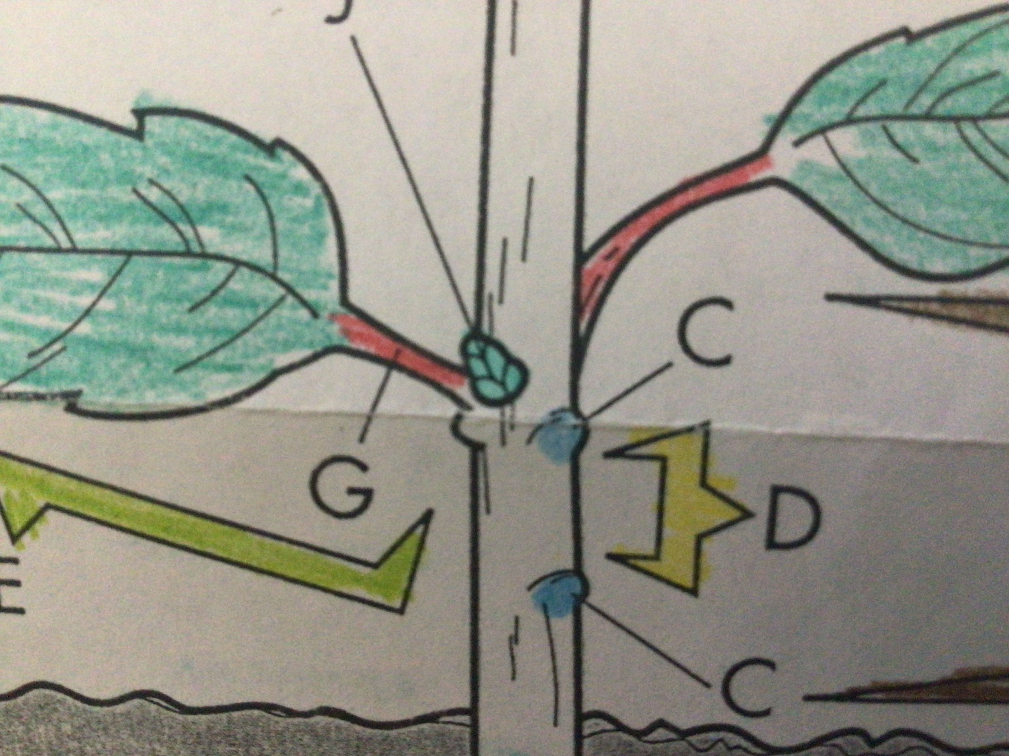 Young inactive shoot that will eventually grow into a new branch

Located above where the leaf attaches to the stem