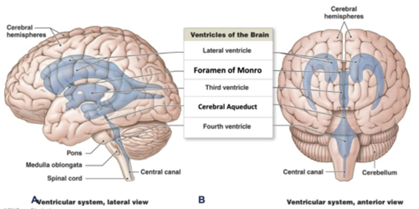 <p>pons/medulla</p>