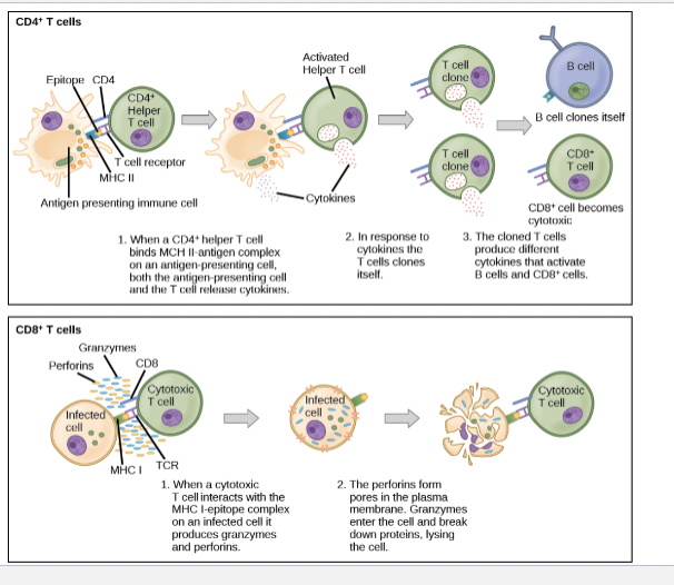 <p>Receptor alpha:Beta- </p>