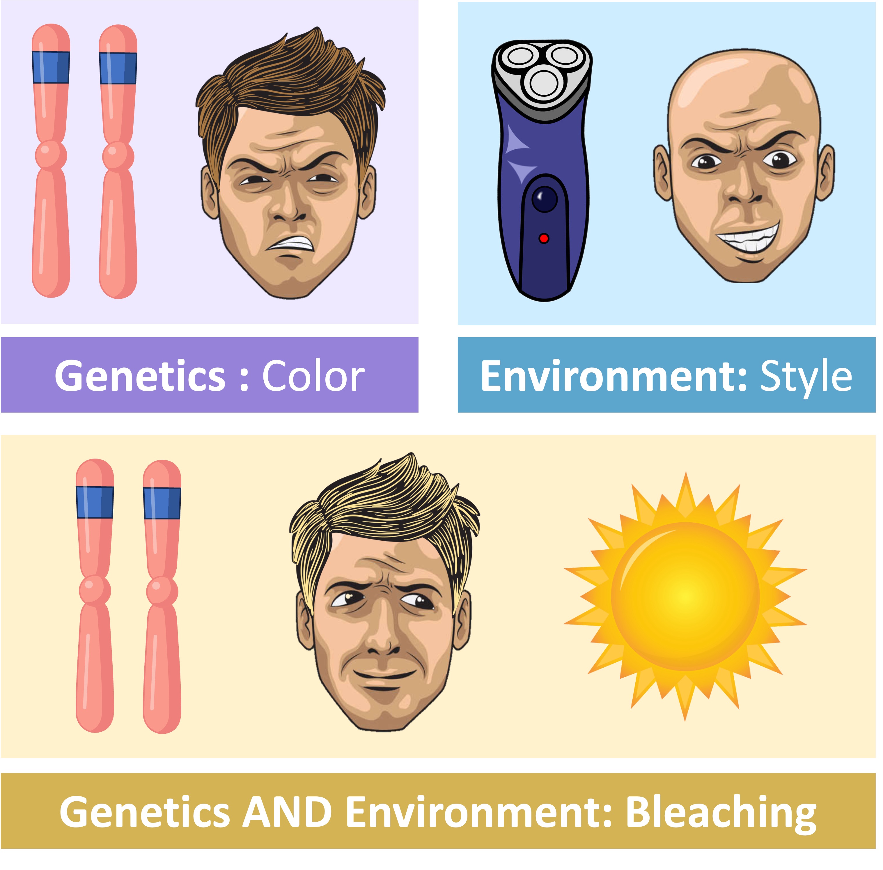 <p><span>The trait shown: What you see\ observable characteristics or traits&nbsp;It’s the result of&nbsp;genotype + environment. e.g. Eye colour, Hair type, Height, Blood type. Usually visual. &nbsp;</span></p>