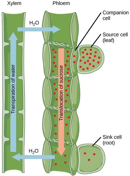 <ul><li><p>tissues in a plat that contain non-dividing cells</p></li><li><p>the cells in these tissues are modified to perform specific functions in the plants</p></li><li><p>the cells from these tissues are derived from meristematic tissue</p></li></ul>